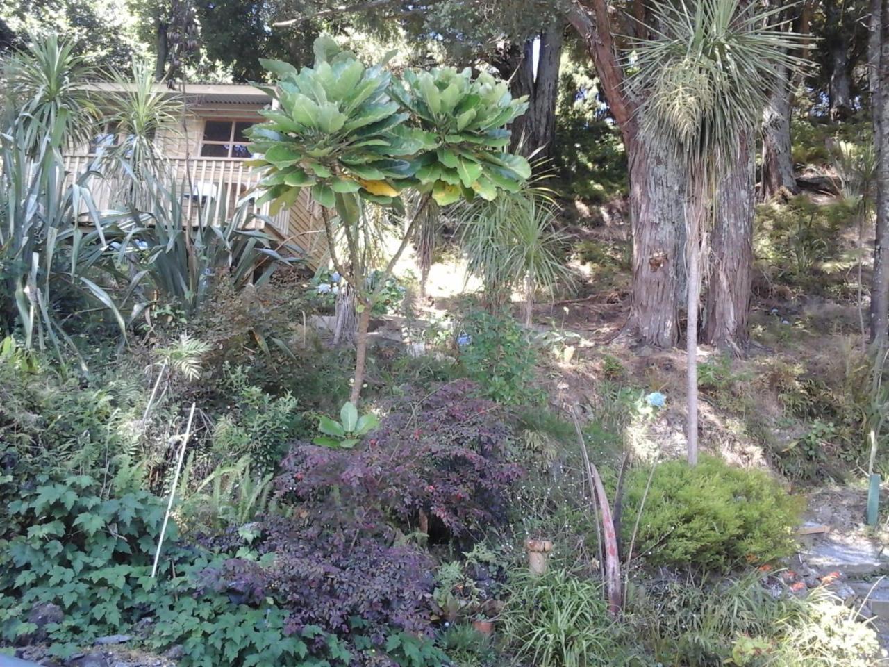 Kauri Nest Acomodação com café da manhã Whangarei Exterior foto